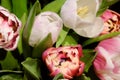 A bouquet of tulips of different colors, white, pink, stands in a glass vase in a dark interior. Royalty Free Stock Photo