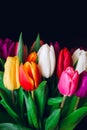 Bouquet of tulips of different colors: white, purple, red, yellow, orange on a black background. Vertical shot, copy space Royalty Free Stock Photo