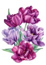 Bouquet tulips flowers on isolated white background, botanical painting. Watercolor illustration, floral design.