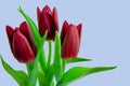 a bouquet of tulips, free space for an inscription