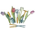 Bouquet of tulips with garden tools. Watercolor illustration. Royalty Free Stock Photo