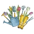 Bouquet of tulips with gardening tools and yellow rubber boots. Watercolor illustration. Royalty Free Stock Photo