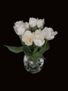 Bouquet of tulips in a glass vase. Spring white flowers isolated on black. White tulips on a dark background Royalty Free Stock Photo