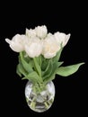 Bouquet of tulips in a glass vase. Spring white flowers isolated on black. White tulips on a dark background Royalty Free Stock Photo