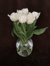 Bouquet of tulips in a glass vase. Spring white flowers isolated on brown. White tulips on a dark background Royalty Free Stock Photo