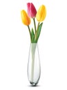 Bouquet of tulips in a glass vase on a white. Royalty Free Stock Photo