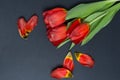 A bouquet of tulips on a gray background with petals Royalty Free Stock Photo