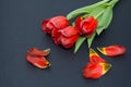 A bouquet of tulips on a gray background with petals Royalty Free Stock Photo