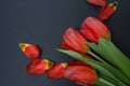 A bouquet of tulips on a gray background with petals Royalty Free Stock Photo