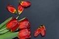 A bouquet of tulips on a gray background with petals Royalty Free Stock Photo