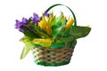 Bouquet of tulips and irises on white background Royalty Free Stock Photo