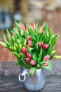 Bouquet of tulips in an iron bucket. Natural flowers. Royalty Free Stock Photo