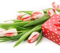 Bouquet of tulips isolated on white background with a red doted