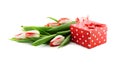 Bouquet of tulips isolated on white background with a red doted