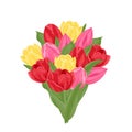 Bouquet of tulips Isolated on white background. Vector illustration of beautiful spring flowers. Royalty Free Stock Photo