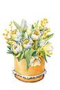 Bouquet of tulips and mimosa, spring flowers in a packing box. Hand drawn watercolor illustration close up isolated on white Royalty Free Stock Photo
