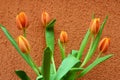 Bouquet of orange tulips