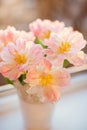 Bouquet of tulips with pink and white petals in white metal vase at sunlight. Royalty Free Stock Photo