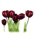 Bouquet of tulips Royalty Free Stock Photo