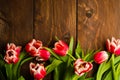 A bouquet of tulips on a tree. Beautiful tulips on wooden boards. Red-white tulips on wooden boards.