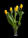 Bouquet of tulips Tulipa fosteriana on a dark background Royalty Free Stock Photo