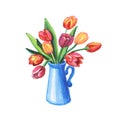 Bouquet of tulips in a vase. Watercolor illustration isolated on a white background. Royalty Free Stock Photo