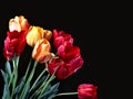 Bouquet of tulips Royalty Free Stock Photo