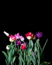 Bouquet of tulips Royalty Free Stock Photo