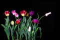 Bouquet of tulips Royalty Free Stock Photo