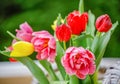 Bouquet of tulips with water drops. Spring flowers and nature blurred dark green background. Greeting card. Shallow Royalty Free Stock Photo