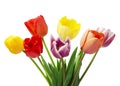 Bouquet of tulips on a white background