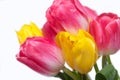 Bouquet of tulips on white background