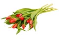 Bouquet of tulips on white background, isolated red flowers, beautiful buds, romantic gift as single object, summer bloom, spring