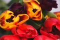 Bouquet of tulips on a white background