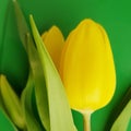 A Bouquet of tulips. Yellow spring flowers over green background. Hello Spring! Happy Easter!