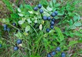 Bouquet of twigs of forest blueberries with berries