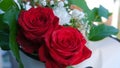 A bouquet of two beautiful red roses and green leaves. Close up photo Royalty Free Stock Photo