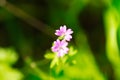 Bouquet with two purple daisies in spring. Background out of focus and main subject in focus. Selective focus Royalty Free Stock Photo