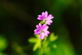 Bouquet with two purple daisies in spring. Background out of focus and main subject in focus. Selective focus Royalty Free Stock Photo