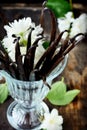 Bouquet of vanilla pods Royalty Free Stock Photo