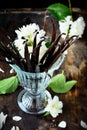 Bouquet of vanilla pods Royalty Free Stock Photo
