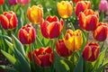 Bouquet of Vibrant Tulips: Dew-Kissed Petals Reflecting the Early Morning Sun, Shadowed by an Ancient Arch