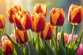 Bouquet of Vibrant Tulips Embracing the Foreground - Soft Pastel Background Contrasting the Sharpness