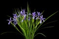 Bouquet of violet flowers marsh iris, lat. Iris pseudacorus, isolated on black background