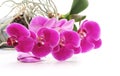 Bouquet of violet orchids. Royalty Free Stock Photo