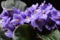 Bouquet of violets in the dew