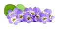 Bouquet of violets flowers. Royalty Free Stock Photo