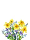 Bouquet of violets, forget-me-nots and daffolias. Spring flowers. Watercolor.