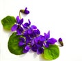 Bouquet of violets isolated on white background Royalty Free Stock Photo