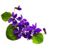 Bouquet of violets isolated on white  background Royalty Free Stock Photo